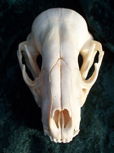 Fox Skull Reference, Deer Skull Reference, Fox Skull Drawing, Animal Skull Reference, Fox Skull Tattoo, Red Fox Skull, References Photos, Raccoon Skull, Deer Skull Art