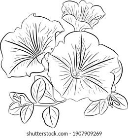 Petunia Flower Graphics Simple Outline Drawing Stock Illustration 1907909629 Simple Outline Drawing, Petunia Tattoo, Printable Flower Pattern, Petunia Flower, Flower Graphics, Flower Outline, Flower Art Drawing, Outline Drawing, Art Drawings Sketches Pencil