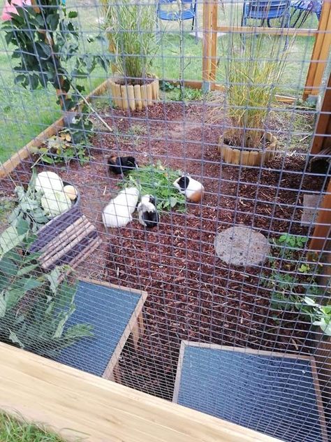 Outside Guinea Pig Enclosure, Outdoor Guinea Pig Enclosure, Guinea Pig Outdoor Enclosure, Farming Animals, Guinea Pig Ideas, Pig Ideas, Rabbit Farm, Bunny Garden, Guinea Pig House