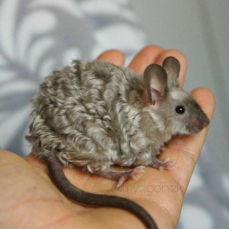 Polish Mouse Breeder Shares 40 Pics Of Their Fancy Mice Curly Mouse, Fancy Mice, Fancy Mouse, Funny Rats, Pet Mice, Cute Rats, Most Beautiful Animals, Pretty Animals, Cute Mouse