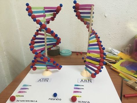 Dna Structure Model, Dna Lesson, Dna Model Project, Dna E Rna, Science Lab Decorations, Science Cells, Dna Project, Biology Projects, Science Classroom Decorations