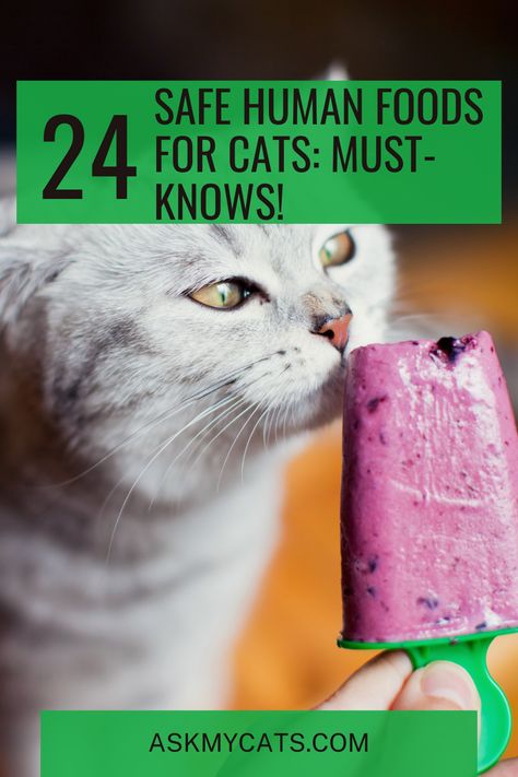 Discover 24 human foods that are safe and delightful for your cat to enjoy! 🐱🍴 #SafeFoods #CatDiet Cat Safe Human Food, Safe Foods For Cats, Cat Safe Foods, Human Food For Cats, Foods Cats Can Eat, Homemade Cat Food, Cat Diet, Best Cat Food, Kitten Food