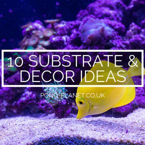 Aquarium Substrate & Decor Ideas 2018 | Pond Planet Aquarium Substrate, Aquatic Life, Underwater World, Fish Tank, You Must, Planets, Decor Ideas, 10 Things, Nature