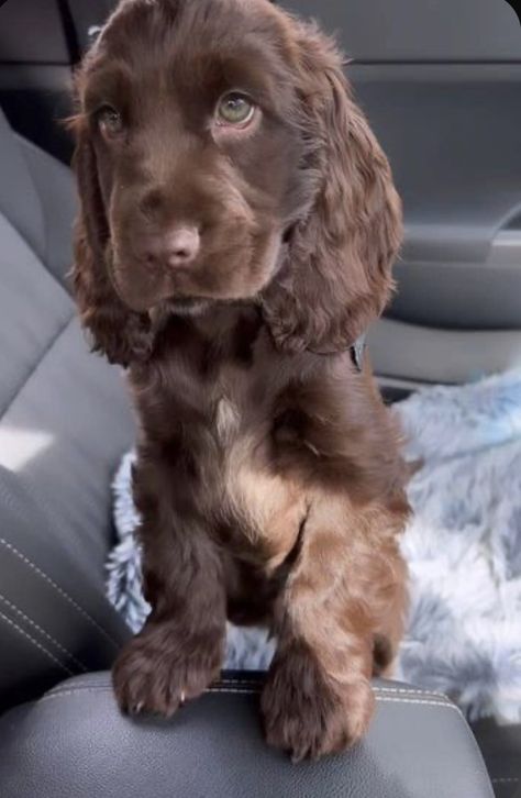 Pretty Cocker Spaniel, Spanish Cocker Spaniel, 2 Cocker Spaniels, Dogs Cocker Spaniel, Crocker Spaniel English, Cockerspaniël Puppy, English Spaniel Cocker, Mini Cocker Spaniel Puppies, Teacup Cocker Spaniel