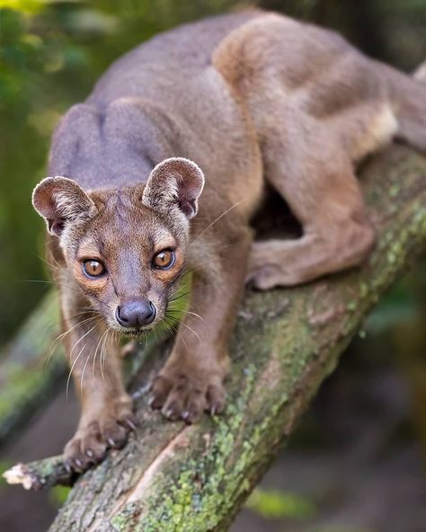 Daily Animal Posts on Instagram: “This elegant hunter captured on film by @patrickvb75 is a fossa! The fossa is the largest carnivorous mammal on the island of Madagascar.…” Fossa Animal, Madagascar Animals, Animal Poses, Exotic Mammals, Real Animals, Book Reference, Tattoo Nature, Animal Ideas, Rare Cats