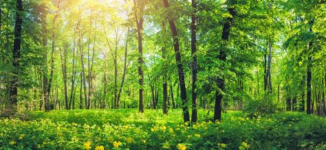 Panorama of beautiful green forest in summer. Nature scenery with yellow wild fl , #SPONSORED, #forest, #summer, #green, #Panorama, #beautiful #ad Green Ocean, Scenery Pictures, Tree Wallpaper, Aesthetic Desktop Wallpaper, Summer Landscape, Green Forest, Green Landscape, Forest Landscape, Popular Wallpaper