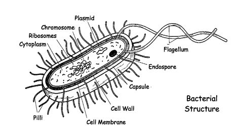 bacteria Bacterial Cell Drawing, Bacteria Structure, Examples Of Descriptive Writing, Bacterial Cell Structure, Bacterial Cell, Free School Printables, Biology Diagrams, Cell Diagram, Atom Model