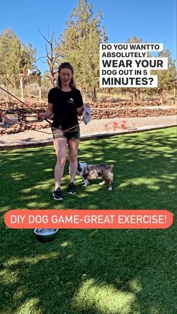 Nose Games For Dogs, Bernese Puppy, Teach Dog Tricks, Brain Games For Dogs, Dog Tricks, Reactive Dog, Dog Enrichment, Pet Tips, Dog Games