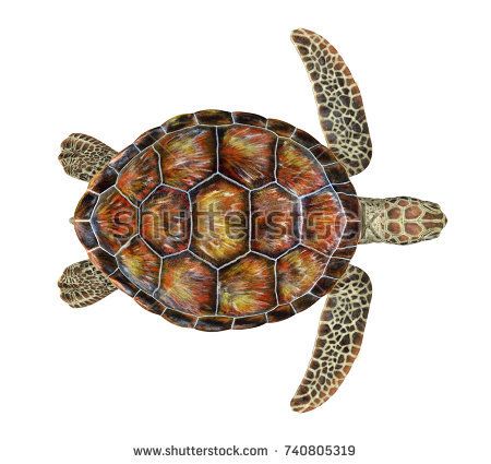 Sea Turtle Isolated. 3D rendering Turtle Top View, Turtle Drawing Realistic, Sketches Cute, Cute Turtle Drawings, Sea Turtle Drawing, Sea Turtle Shell, Sea Turtle Pictures, Turtle Top, Turtle Images