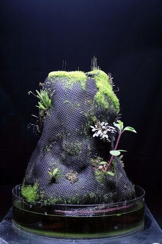 Hygrolon stump | Mikael | Flickr Ornamental Horticulture, Mini Orquideas, Plante Carnivore, Indoor Water Garden, Moss Plant, Plant Projects, Bottle Garden, Moss Garden, Garden Terrarium