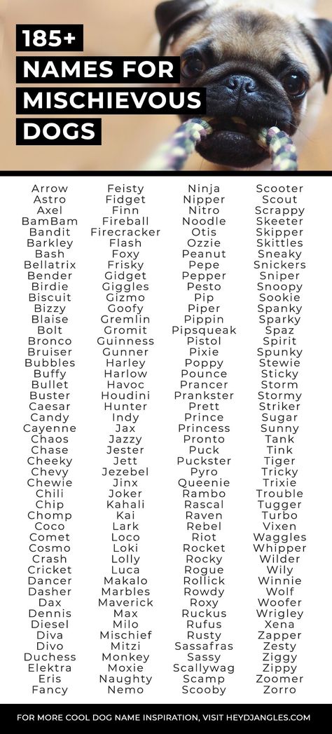 Funny Names For Dogs, Cool Dog Names, Wolf Names, Cute Dog Names, Funny Dog Names, Cute Animal Names, Sims Names, Cute Pet Names, Girl Dog Names