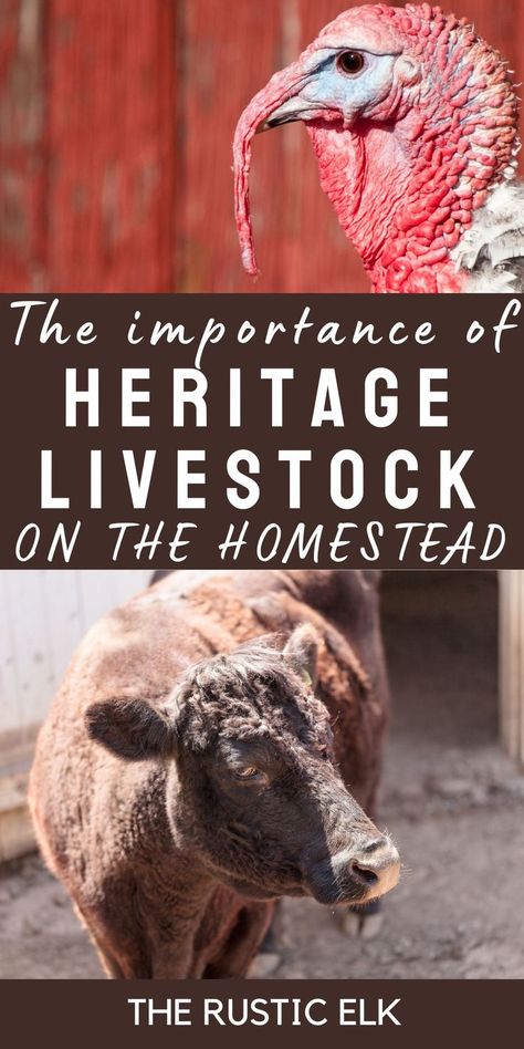 Have you ever heard of heritage livestock? Heritage breeds should be an integral part of any homestead, they are better suited to small farms and bred for their production and survivability. Learn why you should add heritage breed chickens, goats, turkeys, and more to your small farm. Heritage Breed Chickens, Heritage Breeds Livestock, Breed Chickens, Heritage Chicken Breeds, Raising Livestock, Raising Farm Animals, Small Farms, Animal Husbandry, The Homestead