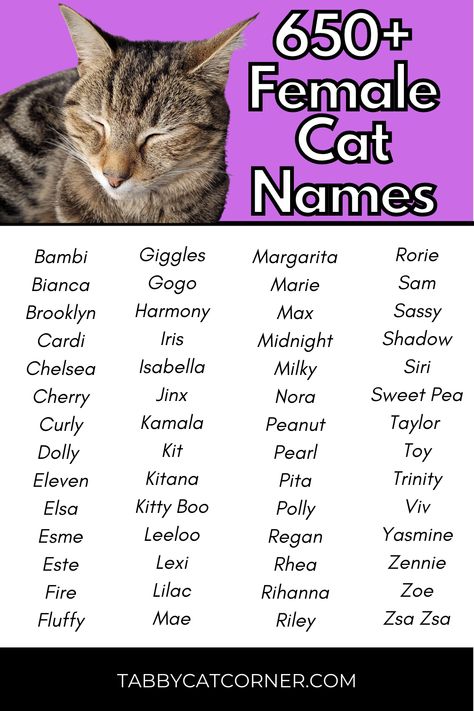 Sphynx Cat Names, Cat Name Ideas Unique, Black Cat Names Female, Female Cat Names Unique, Cat Names Girl, Cat Names Unique, Cat Symbolism, Girl Cat Names, Sims Names