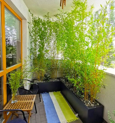 7 Best Types of Bamboo Plants for Privacy - Balcony Boss Balcony Privacy Plants, Bamboo Privacy Hedge, Japanese Balcony, Bamboo Plant Indoor, Indoor Bamboo, Plants Balcony, Balcony Privacy Screen, Bamboo Privacy, Bamboo Trees