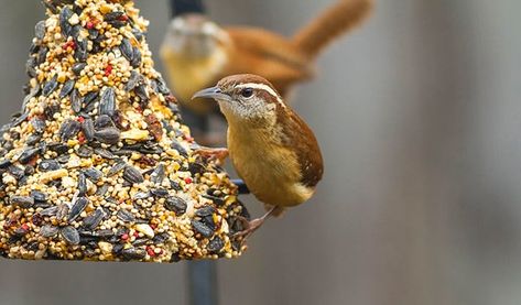 how to make homemade birdseed blocks Homemade Birdseed, Bird Seed Feeders, Diy Bird Feeder, Diy Birds, Easy Diy Gifts, Bird Seed, Backyard Birds, How To Make Homemade, Beautiful Tree