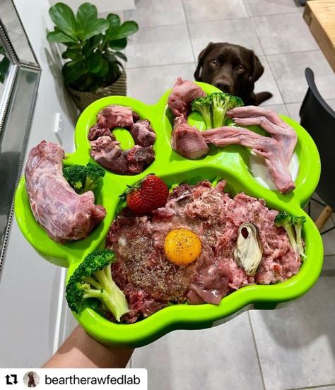 Raw Food Dog, Dog Raw Food Diet For Beginners, Raw Diet For Dogs, Puppy Planning, Raw Cat Food Diet, Raw Food Diet For Dogs, Fresh Food Diet, Diet Types, Dog Raw Diet