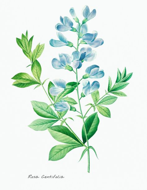 Antique plant drawn by Pierre-Joseph Redouté (1759–1840 ). Original from Biodiversity Heritage Library. Digitally enhanced by rawpixel. | free image by rawpixel.com / Biodiversity Heritage Library (Source) Botanical Prints Free, Indigo Flower, Wild Indigo, Indigo Plant, Azul Vintage, Sweet Pea Flowers, Free Illustration Images, Illustration Blume, Pea Flower