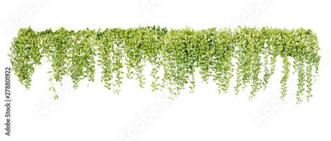 Stock Image: Green succulent leaves hanging vines ivy bush climbing epiphytic plant (Dischidia sp.) after rain in tropical rainforest garden isolated on white background, nature backdrop with clipping path. Bushes Png, Vines Png, Png Plants, Rainforest Garden, Hang Plants, Creepers Plants, Photoshop Landscape, Climber Plants, Hanging Plants Outdoor