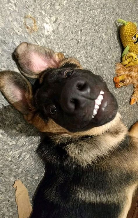 Was At Work, Asked My Sister For A Snap Of My German Shepherd To Show My Friend Baby German Shepherds, Dog Behaviorist, Cute German Shepherd Puppies, Psy I Szczenięta, Really Cute Puppies, German Dogs, Cute Dog Pictures, Dog Help, Dog Wallpaper