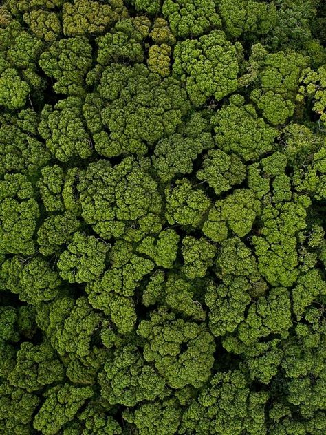 A view of crown shyness Canopy Of Trees, Trees From Above, Crown Shyness, Forest From Above, Forest Ecosystem, Inktober 2024, Amazon Forest, Tree Textures, Forest Canopy