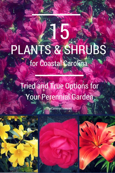 When I moved to North Carolina from Michigan, I had big plans for my garden. The climate in the Mitten State was 8 months of freezing cold and snow, followed by a hot, humid summer. Gardening there wasn’t impossible: I actually had pretty good luck. I had an acre garden with vegetables, flowers, and a pond, but I envisioned so ... Read More Garden With Vegetables, North Carolina Gardening, Trees Backyard, Growing Ginger Indoors, Seaside Homes, Fruit Trees Backyard, Acre Garden, Coastal South Carolina, Coastal North Carolina