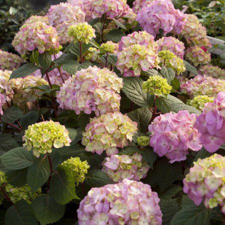 Endless Summer Hydrangea, Bloomstruck Endless Summer Bloomstruck Hydrangea, Bloomstruck Hydrangea, Summer Hydrangea, Bigleaf Hydrangea, Floribunda Roses, Endless Summer Hydrangea, Flowering Cherry Tree, Flowering Bushes, Hydrangea Bush