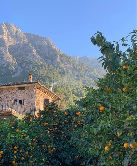 Somewhere In Northern Italy 1983, Mediterranean Aesthetic, Italy Vibes, Creation Art, Italy Summer, Italy Aesthetic, Orange Tree, Images Esthétiques, August 28