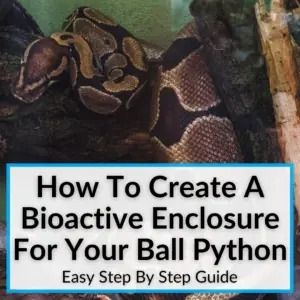 Learn how to create a bioactive enclosure for your ball python the right way. Bioactive enclosures have a lot of advantages, but only if you make sure to... Bioactive Python Enclosure, Bioactive Vivarium Ball Python, Ball Python Bioactive Enclosure, Diy Ball Python Enclosure, Bioactive Ball Python Enclosure Ideas, Snake Tank Setup Ball Python, Python Enclosure Ideas, Ball Python Enclosure Ideas, Ball Python Enclosure