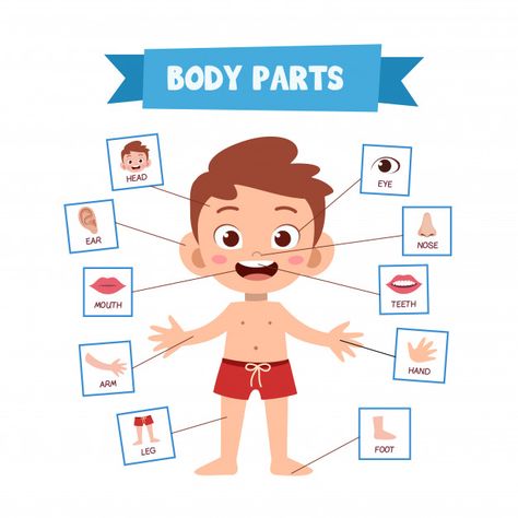 Human body parts Premium Vector | Premium Vector #Freepik #vector #people #heart #kids #hand Body Parts Preschool Activities, Body Parts For Kids, Body Preschool, Body Parts Preschool, Classroom Images, Cartoon Body, Zestaw Ikon, Kids Part, Human Body Parts