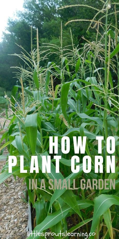 How To Plant Corn, Corn Growing, Farming Tips, Easy Vegetables, Vege Garden, Growing Corn, Survival Garden, Food Gardening, Small Vegetable Gardens