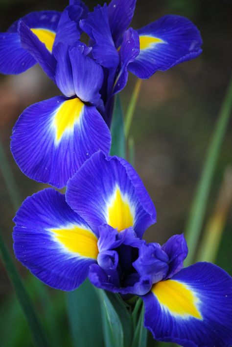 blue iris | For Monthly Scavenger Hunt - May #6 - Rhapsody i… | Flickr Blue Iris Flowers Aesthetic, Blue Iris Flowers, Indigo Flowers, Blue Flag Iris, Indigo Flower, Importance Of Art, Rhapsody In Blue, Pond Ideas, Blue Iris