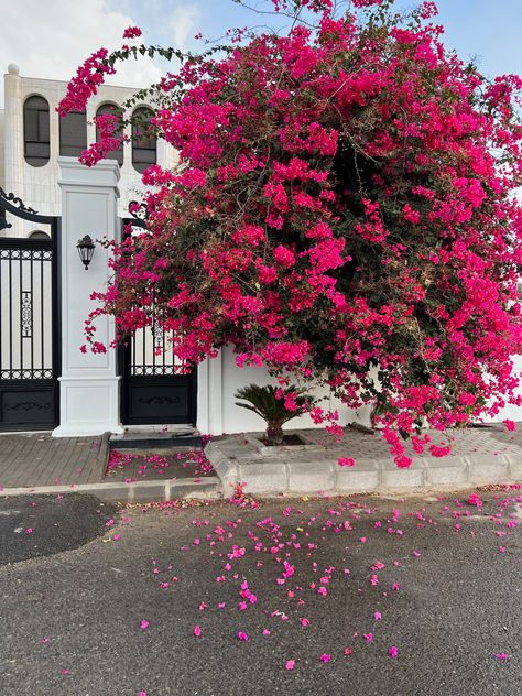 Small Home Garden, Welcoming Front Door, Bougainvillea Tree, Front Door Plants, Design Garden Ideas, Ideas Garden Design, Best Plants, Nothing But Flowers, Home Garden Design