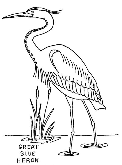 Great Blue Heron, Blue Heron, Long Legs, Coloring Page, Coloring Pages, Black And White, Water, Blue, White