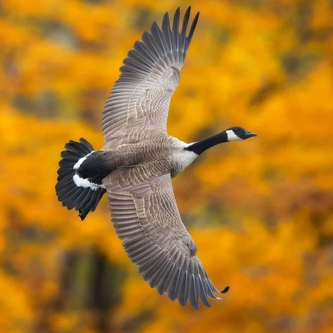 Best Birds Of IG on Instagram: “. ✨FEATURING @coreyhkh ✨Canadian Goose We encourage everyone to visit this talented photographer's gallery to show your support,…” Goose Flying, Goose Tattoo, Flying Photography, Get A Clue, Goose Hunting, Wildlife Protection, Canadian Goose, Photographers Gallery, Mickey Y Minnie