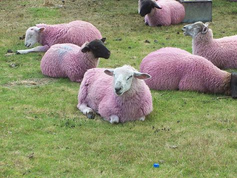 Pink sheep at Latitude 2008 by Norfolk Boy, via Flickr Pink Sheep, Cute Sheep, Pink Car, Everything Pink, Norfolk, Goats, Sheep, Worth Reading, This Year