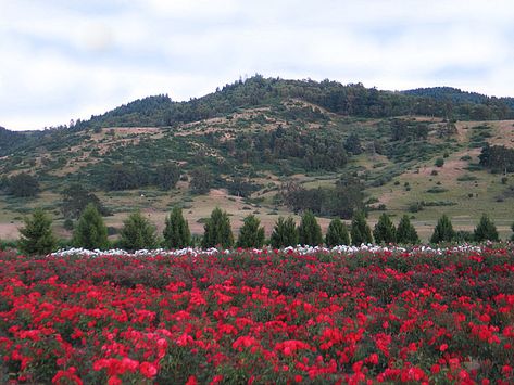 Red Rose Field, Rose Field, Dried Petals, Sunflowers And Roses, Giant Roses, Rose Petals Wedding, Red Rose Petals, Rosé Aesthetic, Wedding Petals