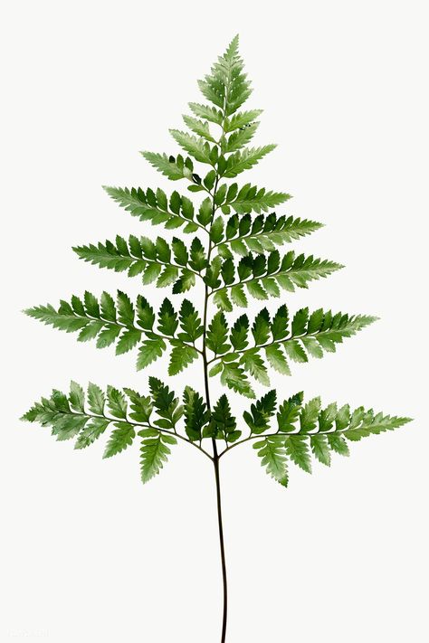 Leatherleaf Fern, Fresh Green, Backgrounds Free, Alternative Medicine, Transparent Png, Free Image, Free Photos, Fern, Royalty Free Images