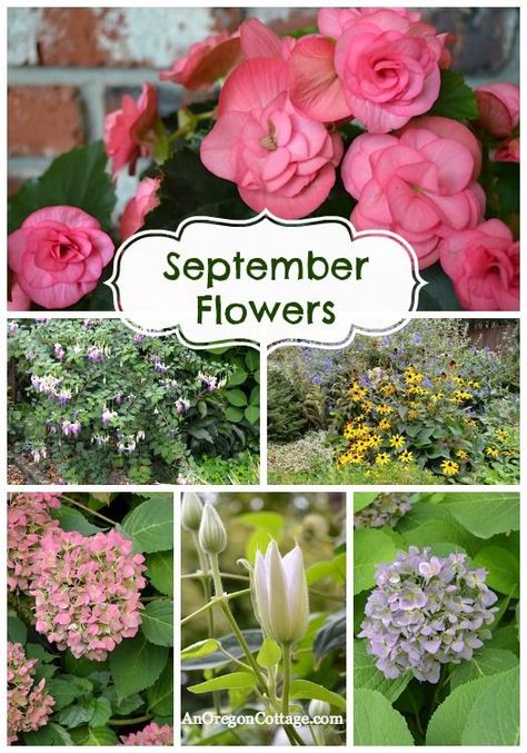 Flowers that bloom in September. September Flowers In Season, Fall Flowers To Plant, Cheap Raised Garden Beds, Flowers To Plant, September Flowers, Fall Plants, Flowers Garden, Autumn Garden, Fall Flowers