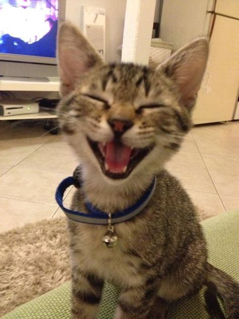 28 Of The Happiest Animals Of All Time Happy Kitten, Funny Cat Pictures, Happy Animals, Happy Cat, Funny Cat Videos, Silly Cats, Beautiful Cats, Crazy Cats, Cat Pics