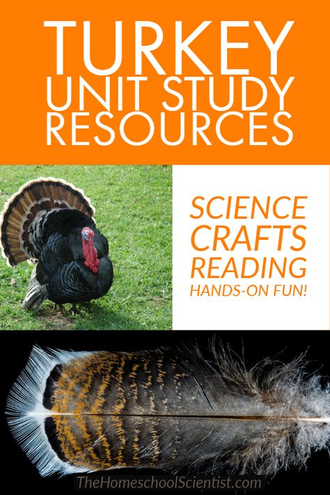 4h Turkey Project, Turkey Unit Study, Turkey Facts For Kids, Turkey Anatomy, November Homeschool, Turkey Science, Turkey Drawings, All About Turkeys, Thanksgiving Homeschool