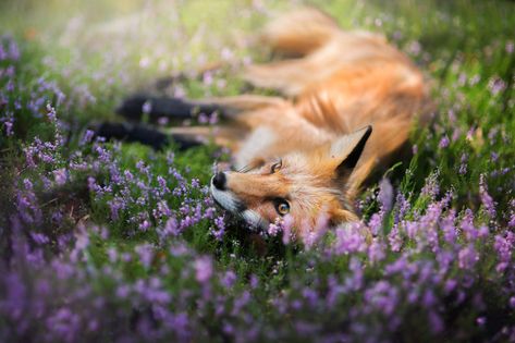 Fantastic Fox, Fox Pictures, Fox Spirit, Pet Fox, Fox Art, Cute Fox, Animal Companions, Wildlife Animals, Red Fox