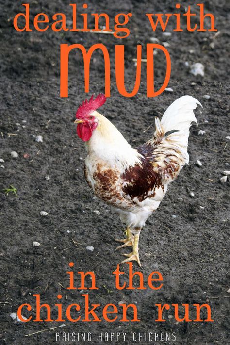 Muddy chicken runs: how to control the sludge and bring back their mojo. Chicken Hut, Chickens 101, Happy Chickens, Chicken Perches, Backyard Coop, Chicken Roost, Clean Chicken, Chicken Pen, Backyard Chicken Coop Plans