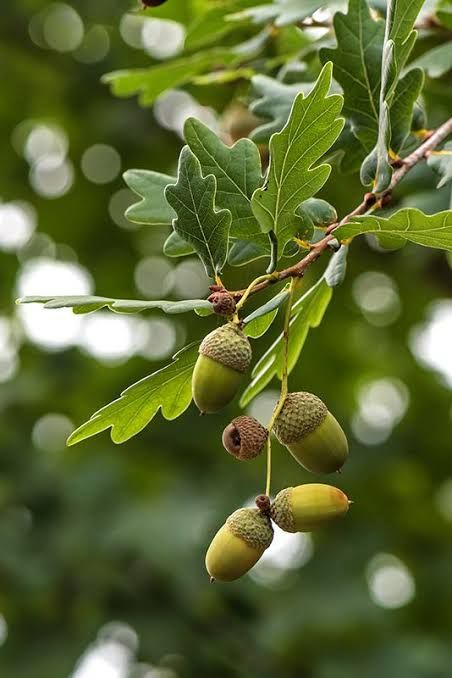 Botanical Pictures, Leaf Photography, Acorn And Oak, Fall Watercolor, Plant List, Oak Leaves, Watercolor Trees, Tree Leaves, Sugar Flowers