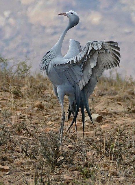 South Africa Animals, South African Animals, South African Birds, Eastern Cape South Africa, Blue Crane, Mountain Zebra, Africa Animals, Road Mountain, Animals Amazing