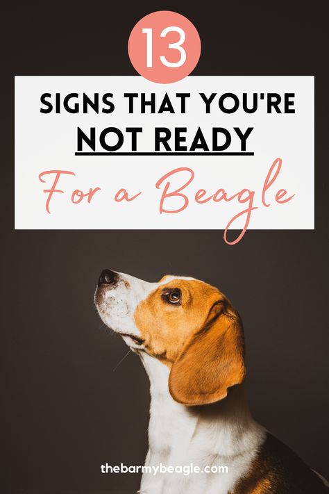 Beagle Training Tips, Begal Puppies, Begal Dogs, Beagle Dog Facts, Types Of Beagles, Family Chores, Beagle Facts, Puppy Schedule, Beagle Breeds