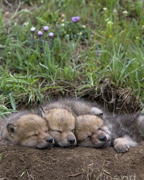 Wolf Puppies, Wolf Cubs, Sleeping Wolf, Wolf Pups, Cute Husky Puppies, Baby Huskies, Baby Wolves, Baby Wolf, Wolf Pup