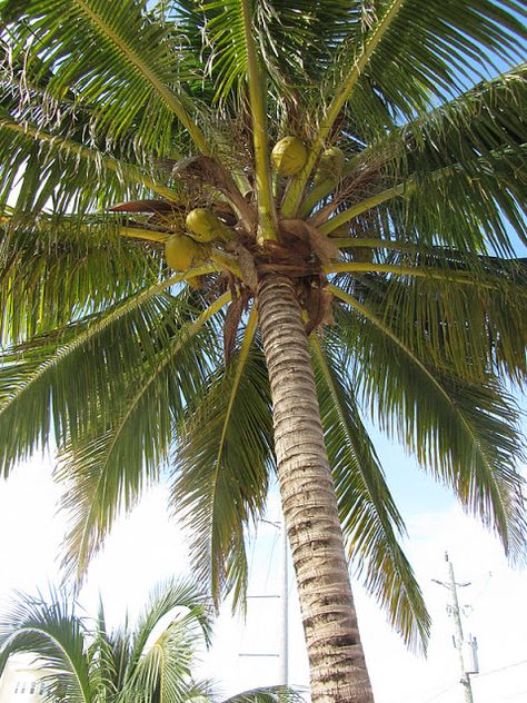 Coconut Tree Drawing, Coconut Leaves, Coconut Drinks, Ramona Flowers, Culture Day, Raw Coconut, Coconut Trees, Coconut Chips, Coconut Tree