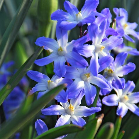 Chionodoxa Blue Giant Glory Of The Snow, Growing Bulbs, Early Spring Flowers, Snow Flower, Fall Bulbs, Giant Flowers, Hardy Perennials, Sun And Water, Garden Care