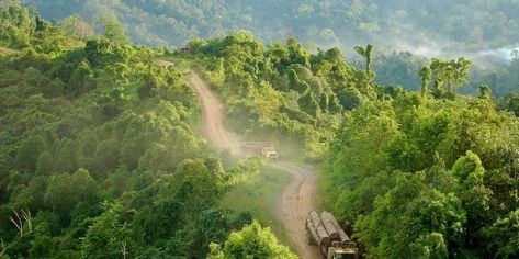 . East Kalimantan, Sumber Daya Alam, Forest Resources, Old Trees, Tropical Rainforest, Forest Fire, Environmental Science, Slovenia, Carbon Emissions