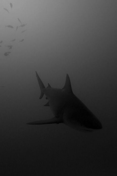 - ̗̀ 𝘱𝘪𝘯𝘯𝘦𝘥 𝘧𝘳𝘰𝘮 𝘢𝘷𝘰𝘤𝘢𝘵𝘩𝘰𝘵 ̖́- Scary Ocean, Shark Photos, Shark Pictures, Bull Shark, Shark Art, Deep Blue Sea, Shark Week, Great White Shark, Arte Horror